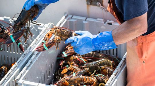 A fisherman wearing rubber gloves and a fishing wader separating lobsters into two separate bins.